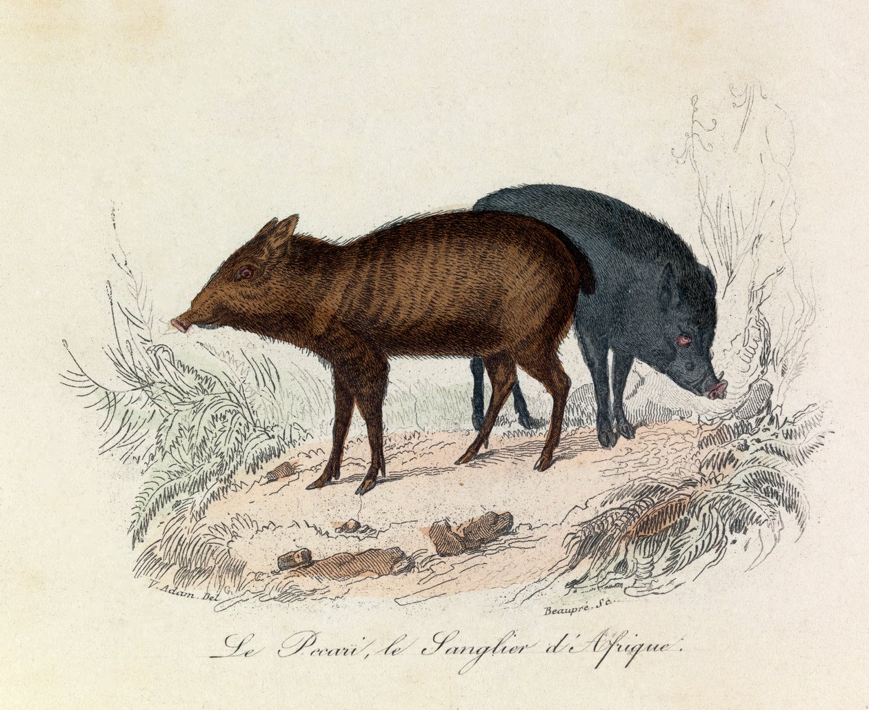 Ilustrace z knihy "Complete Works of Buffon": Les Quadrupedes: Buffon: Le pecari et le boar d