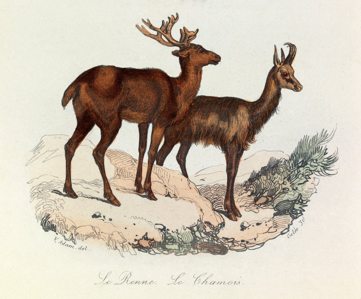 Ilustrace z knihy "Complete Works of Buffon": Les Quadrupedes: Buffon: Le reinne et la chamois (rytina) od Unknown artist