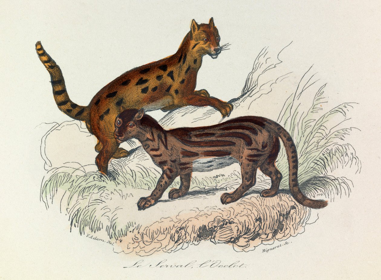 Ilustrace z knihy "Complete Works of Buffon": Les Quadrupedes: Buffon: Le serval et l
