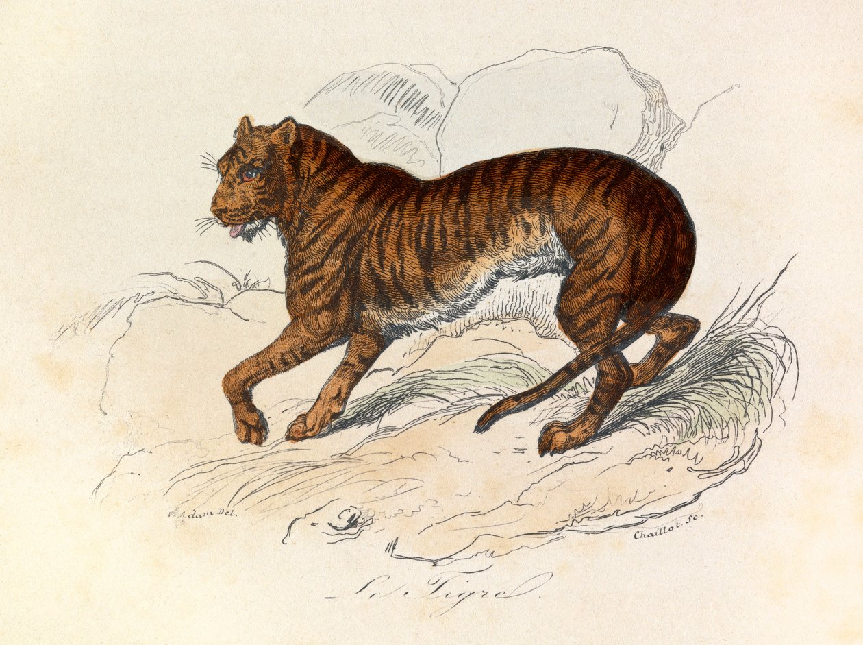 Ilustrace z knihy "Complete Works of Buffon": Les Quadrupedes: Le tigre (rytina) od Unknown artist