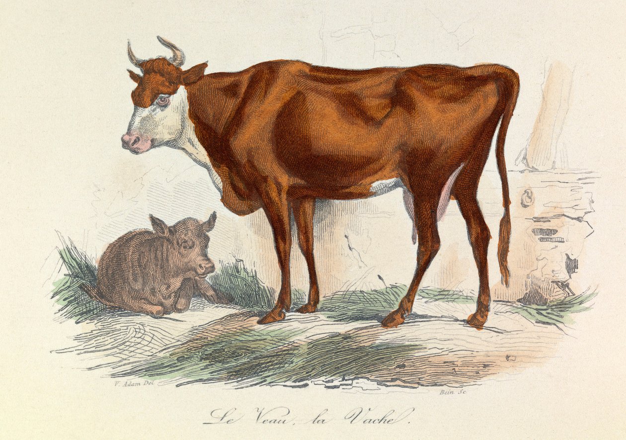 Ilustrace z knihy "Complete Works of Buffon": Les animaux: La coache et son veau (rytina) od Unknown artist