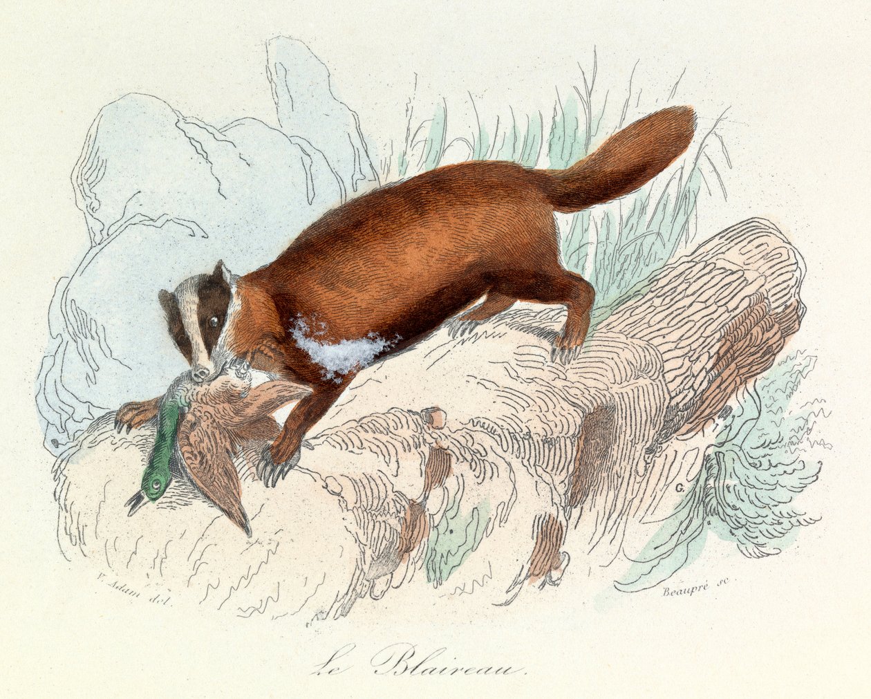 Ilustrace z knihy "Complete Works of Buffon": Les animaux: Le badger (rytina) od Unknown artist