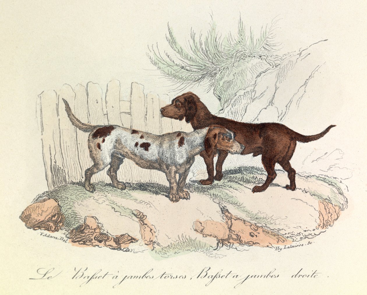 Ilustrace z knihy "Complete Works of Buffon": Les animaux: Le basset a torso legs et le basset a straight legs (rytina) od Unknown artist
