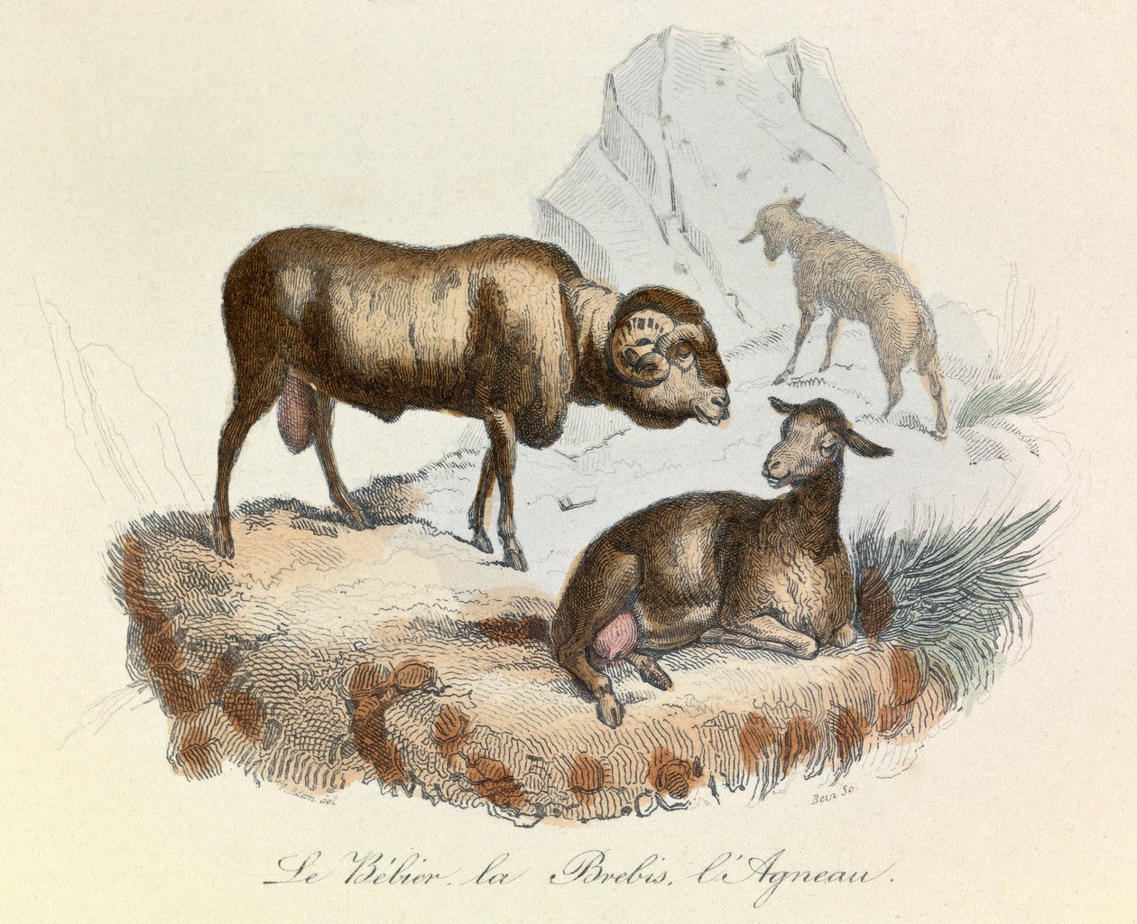 Ilustrace z knihy "Complete Works of Buffon": Les animaux: Buffon: Le belier, la ewe et l