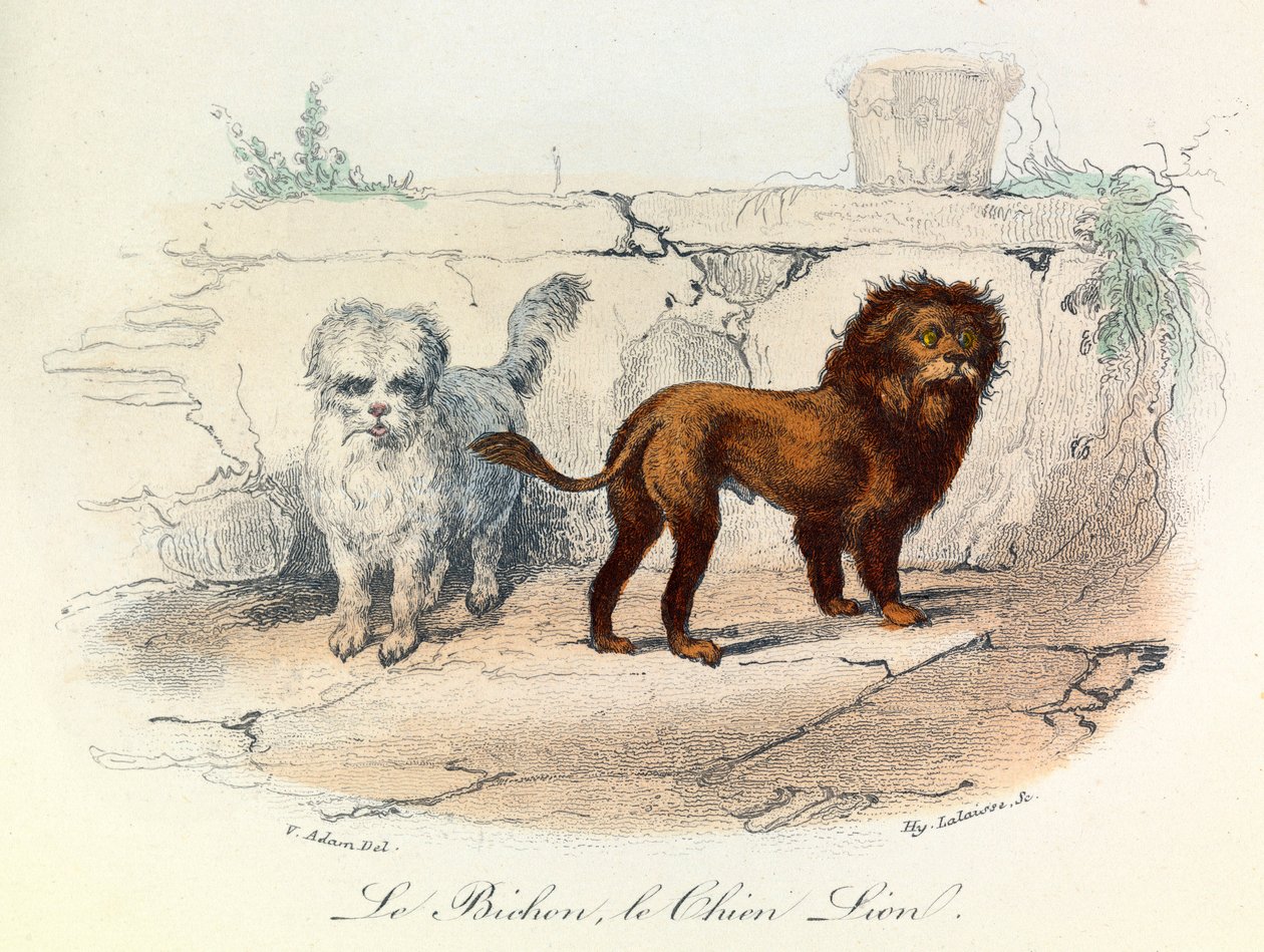 Ilustrace z knihy "Complete Works of Buffon": Les animaux: Buffon: Le bichon et le chien lion (rytina) od Unknown artist