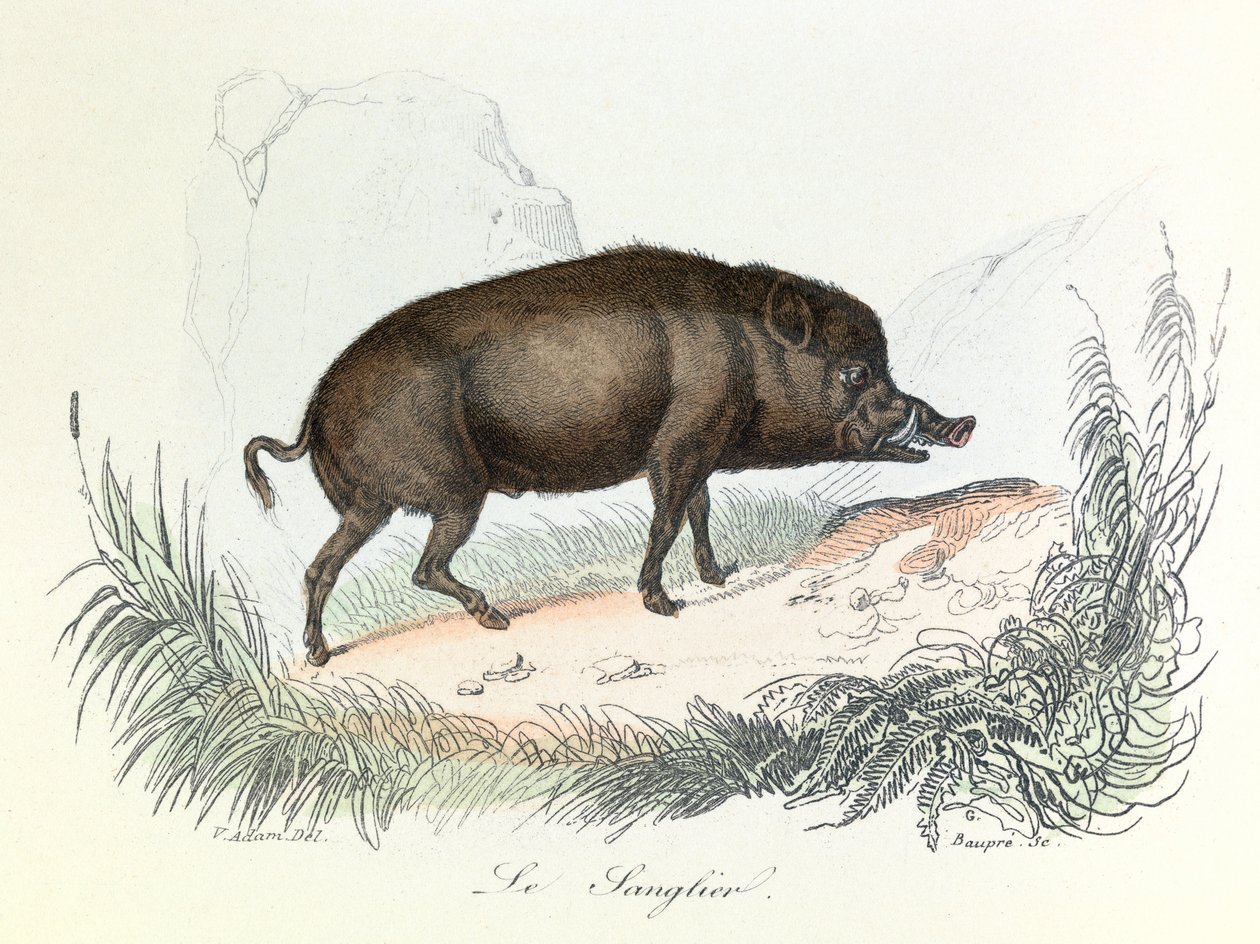 Ilustrace z knihy "Complete Works of Buffon": Les animaux: Le boar (rytina) od Unknown artist