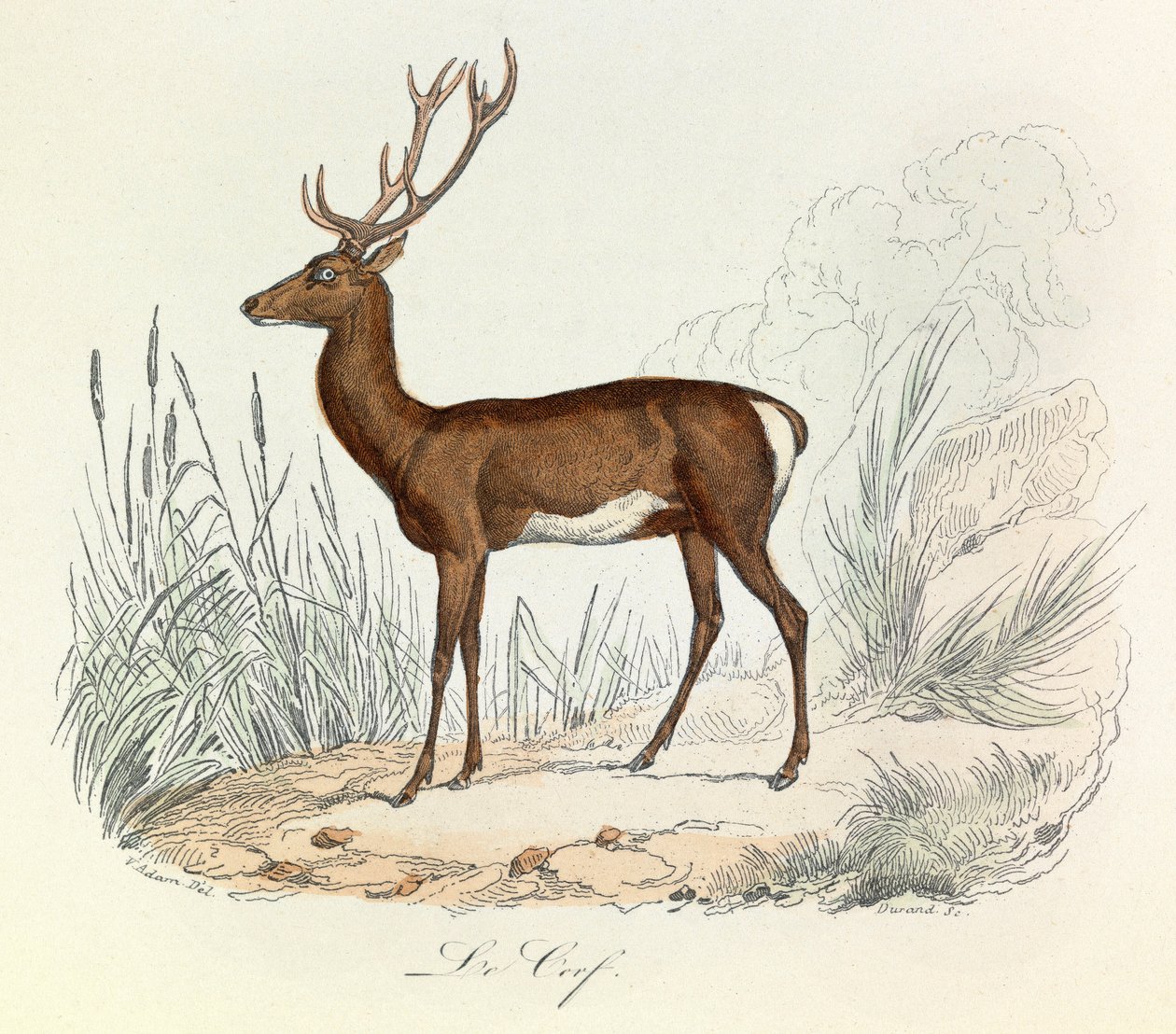 Ilustrace z knihy "Complete Works of Buffon": Les animaux: Le cerf (rytina) od Unknown artist