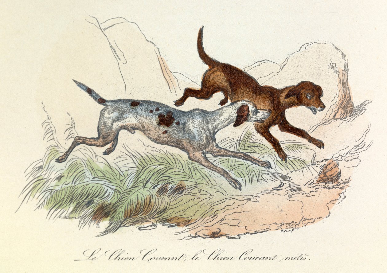 Ilustrace z knihy "Complete Works of Buffon": Les animaux: Le chien courant et le chien courant metis (rytina) od Unknown artist