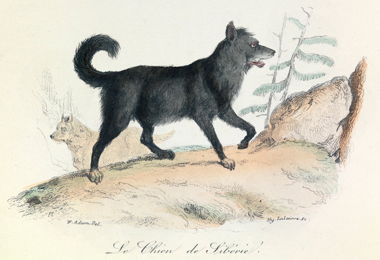 Ilustrace z knihy "Complete Works of Buffon": Les animaux: Le chien de Siberie (rytina) od Unknown artist