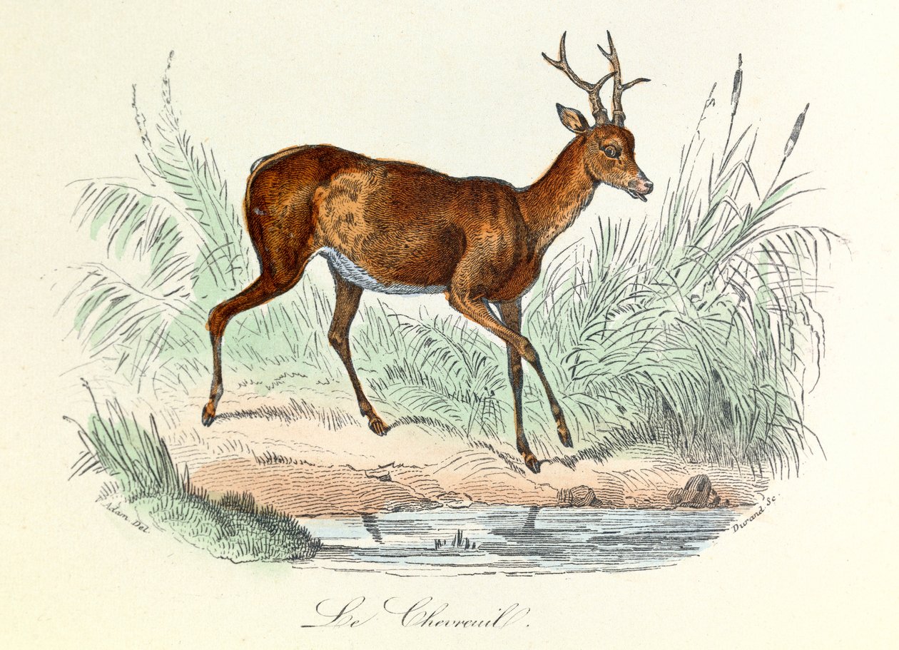 Ilustrace z knihy "Complete Works of Buffon": Les animaux: Le deer (rytina) od Unknown artist