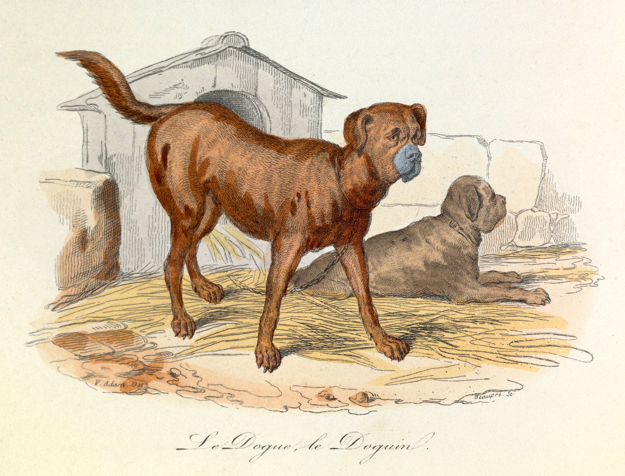 Ilustrace z knihy "Complete Works of Buffon": Les animaux: Buffon: Le dogue et le doguin (rytina) od Unknown artist