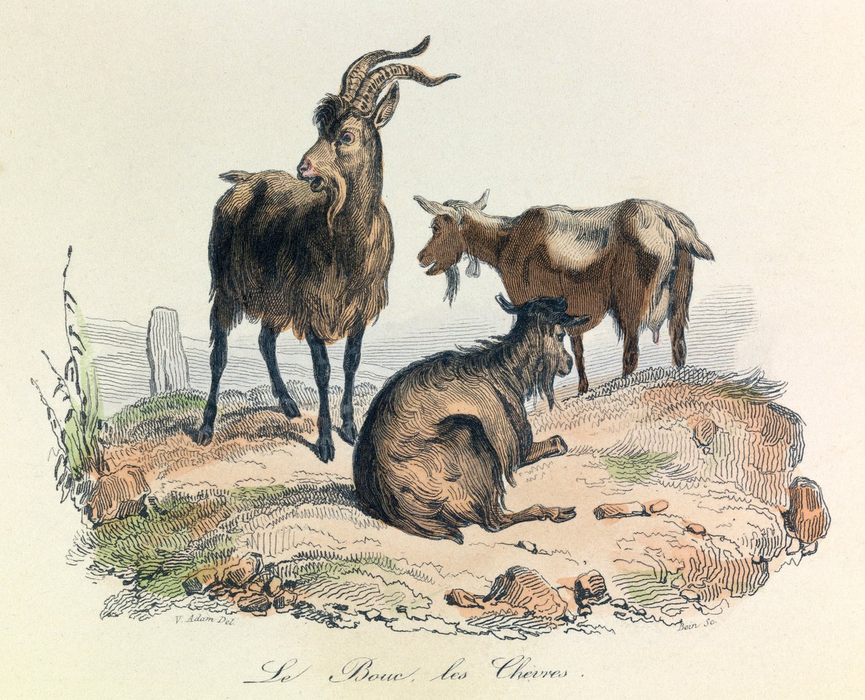 Ilustrace z knihy "Complete Works of Buffon": Les animaux: Le goat et les goats (rytina) od Unknown artist