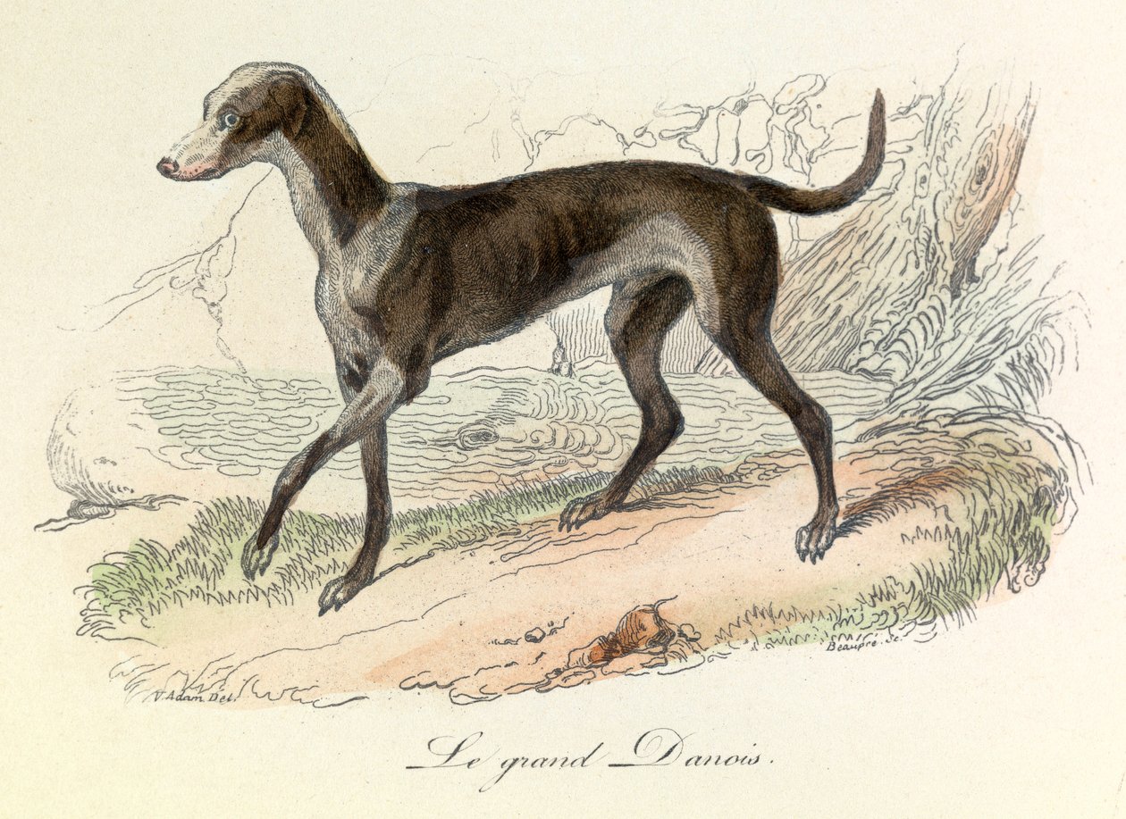 Ilustrace z knihy "Complete Works of Buffon": Les animaux: Le grand danish (rytina) od Unknown artist