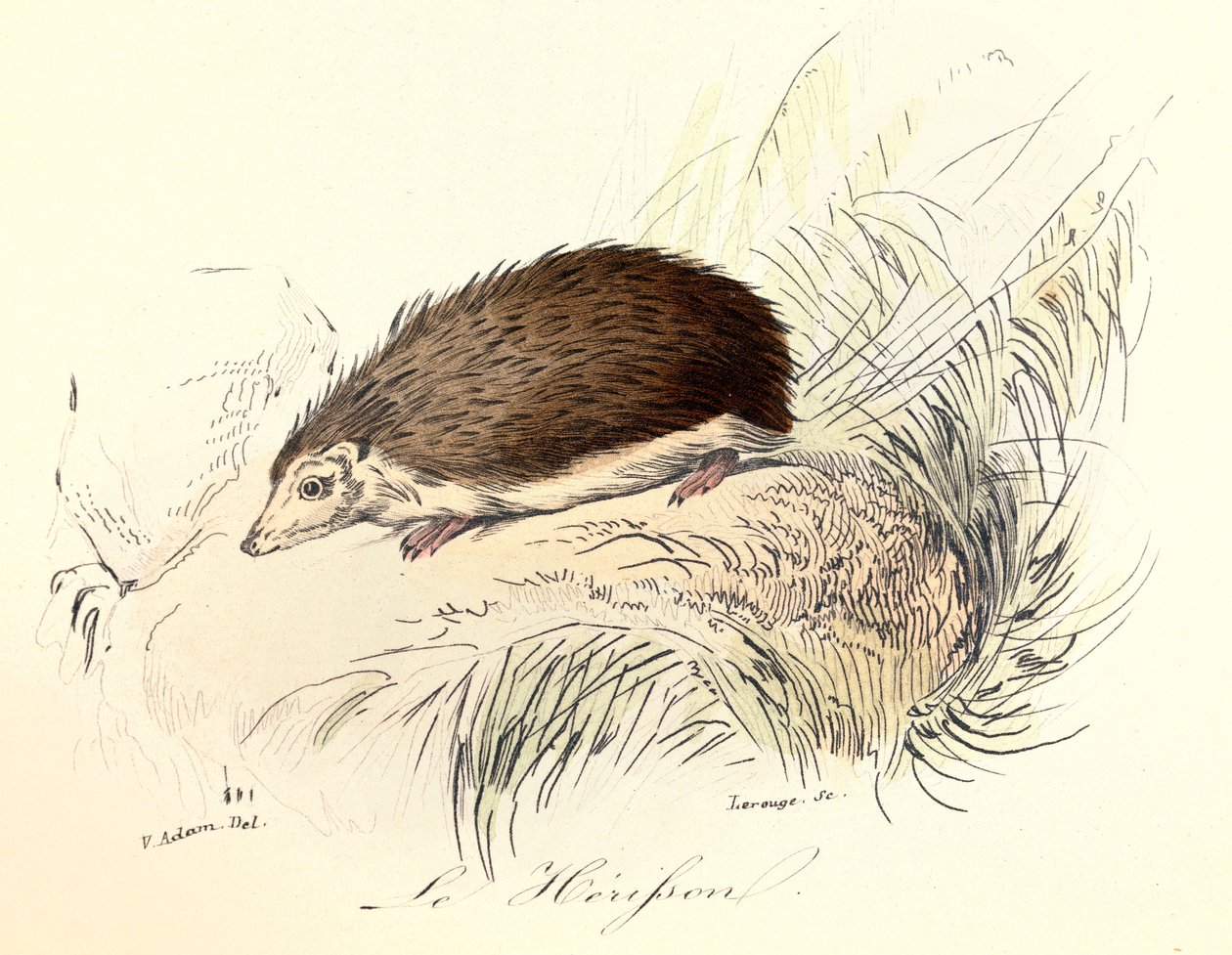 Ilustrace z knihy "Complete Works of Buffon": Les animaux: Le herisson (rytina) od Unknown artist