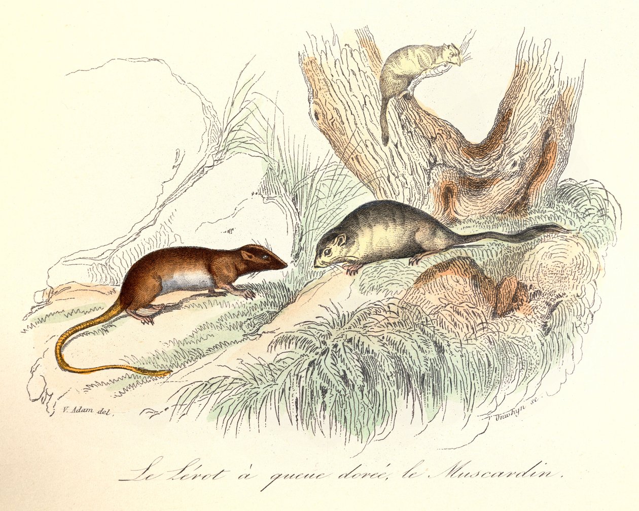 Ilustrace z knihy "Complete Works of Buffon": Les animaux: Buffon: Le lerot a tail doree et le muscardin (rytina) od Unknown artist