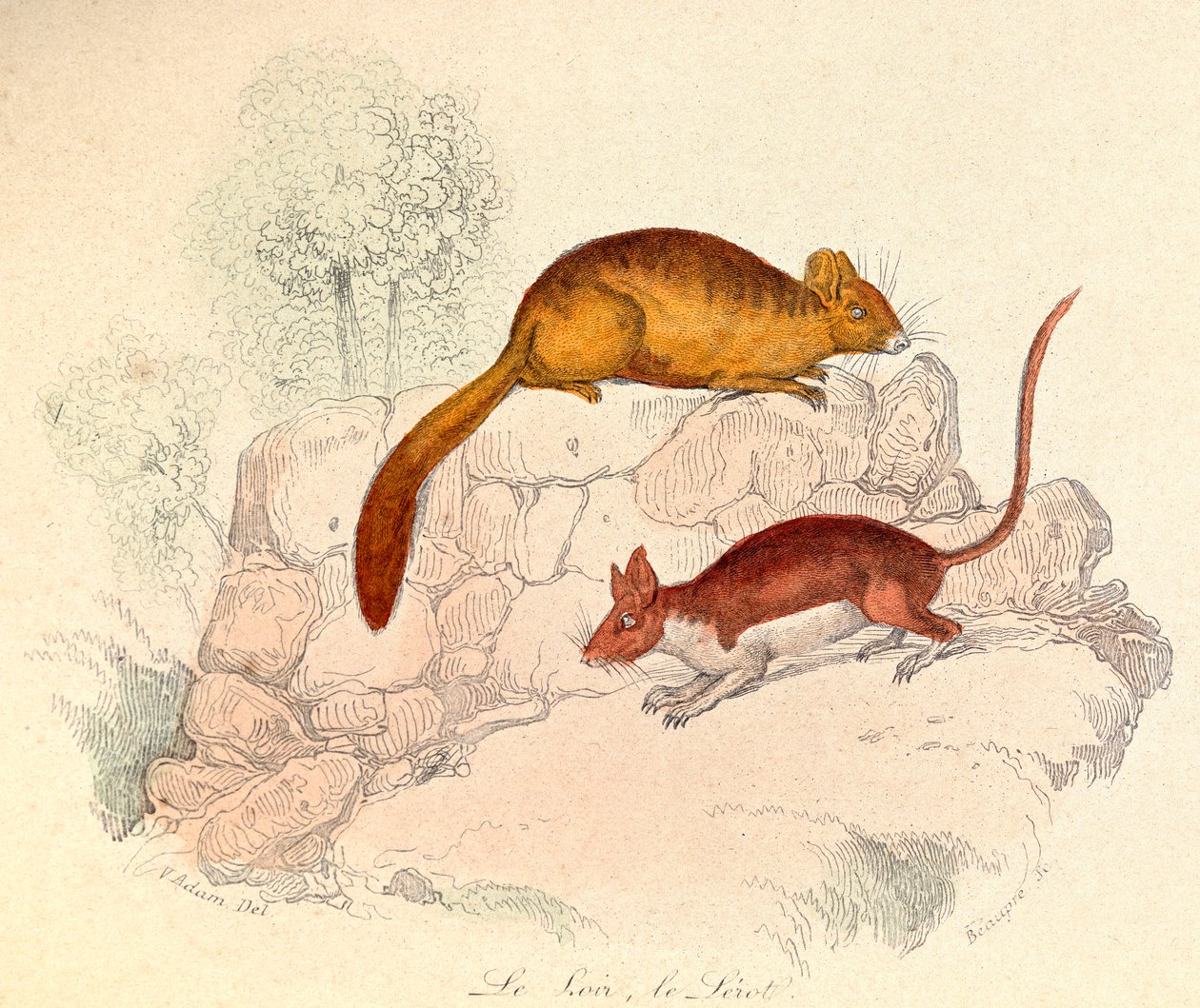 Ilustrace z knihy "Complete Works of Buffon": Les animaux: Buffon: Le loir et le lerot (rytina) od Unknown artist