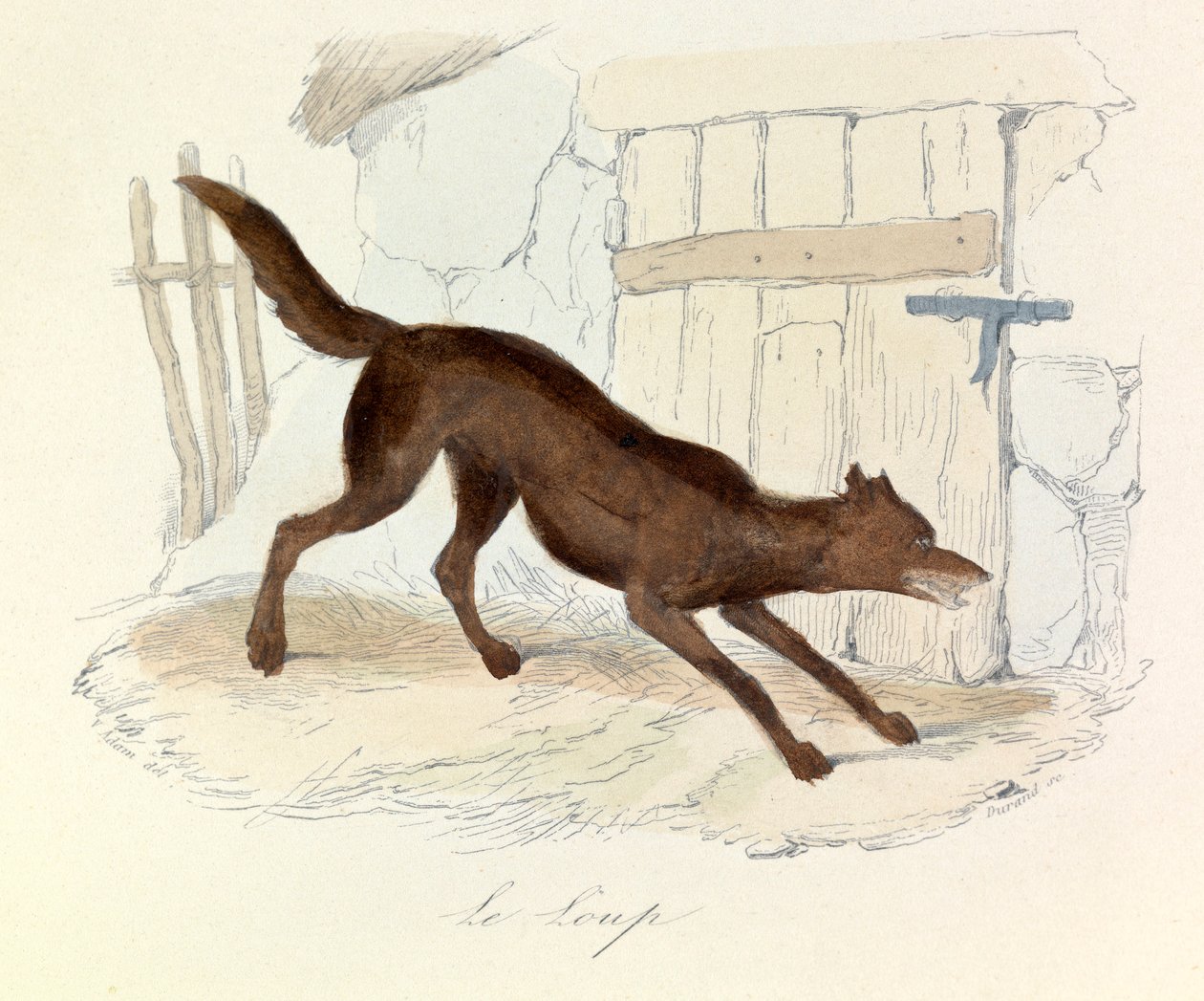 Ilustrace z knihy "Complete Works of Buffon": Les animaux: Le loup (rytina) od Unknown artist