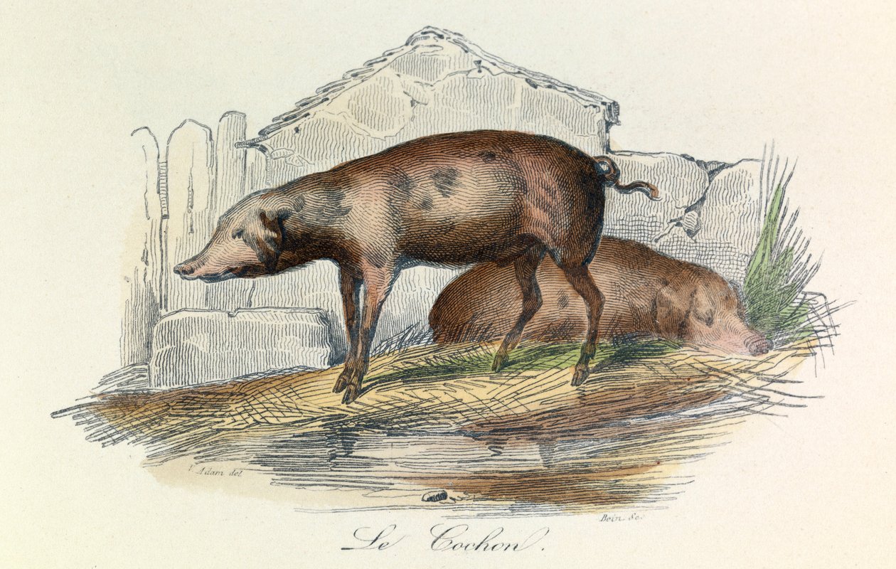 Ilustrace z knihy "Complete Works of Buffon": Les animaux: Le pichon (rytina) od Unknown artist