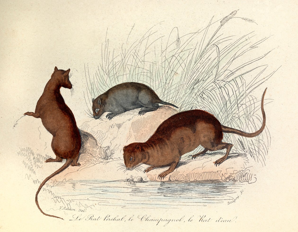 Ilustrace z knihy "Complete Works of Buffon": Les animaux: Le rat perchat, le vole et le rat d