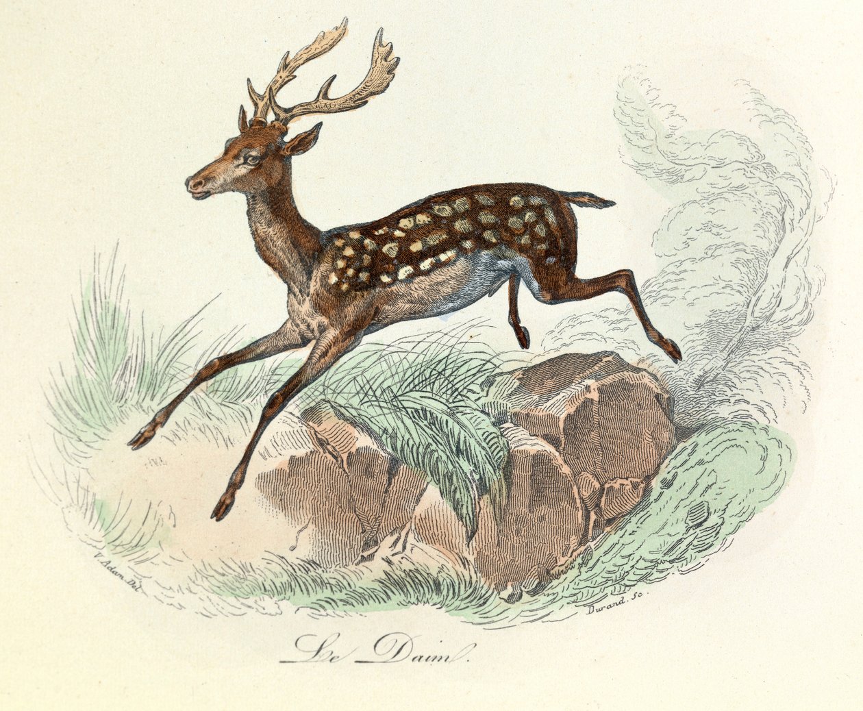 Ilustrace z knihy "Complete Works of Buffon": Les animaux: Le suede (rytina) od Unknown artist