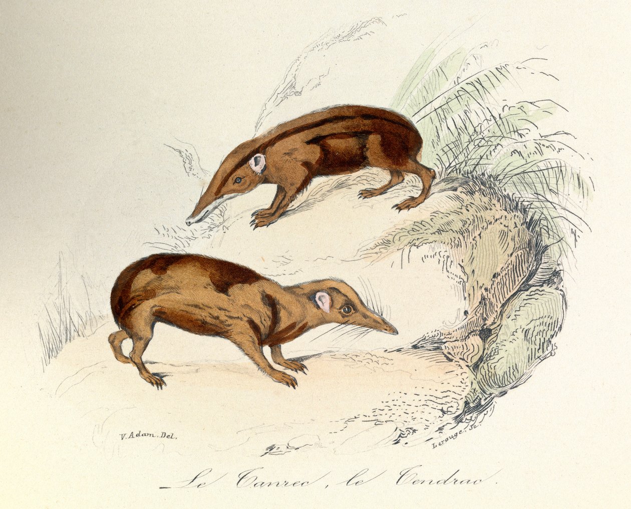 Ilustrace z knihy "Complete Works of Buffon": Les animaux: Le tanrec et le tendrac (rytina) od Unknown artist