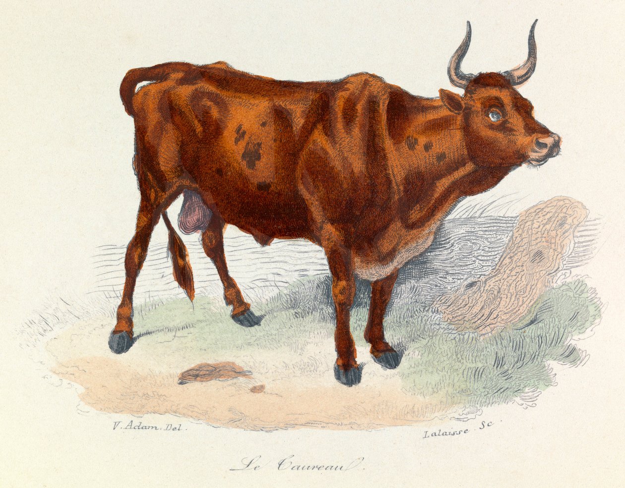 Ilustrace z knihy "Complete Works of Buffon": Les animaux: Le taureau (rytina) od Unknown artist