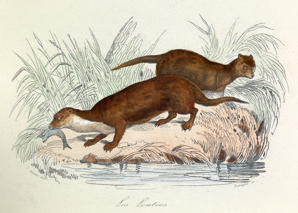 Ilustrace z knihy "Complete Works of Buffon": Les animaux: Les ottres (rytina) od Unknown artist