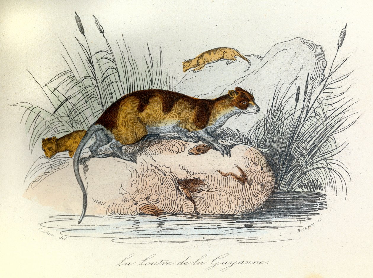 Ilustrace z knihy "Complete Works of Buffon": Les animaux domestiques: La otter de Guiana (rytina) od Unknown artist