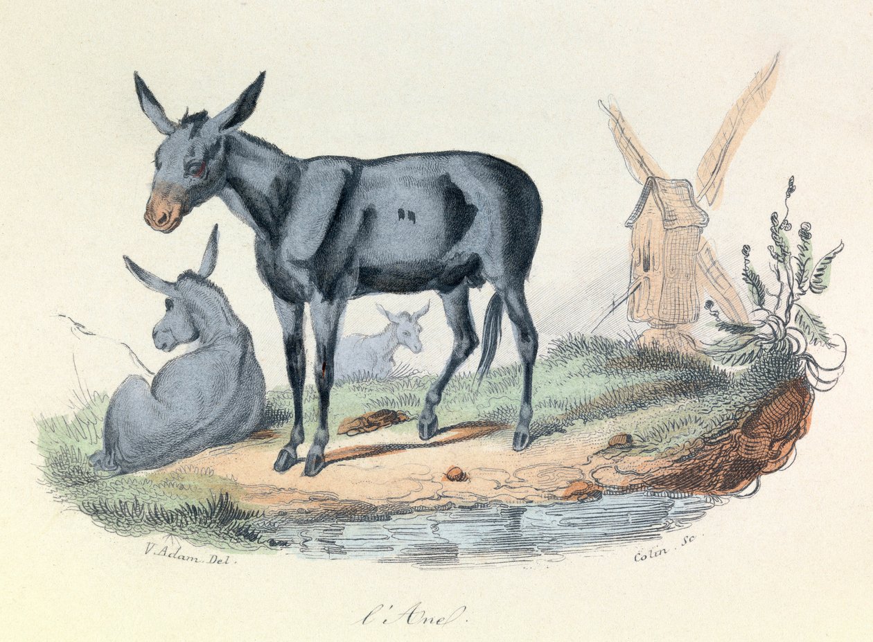 Ilustrace z knihy "Complete Works of Buffon": Buffon: Les animaux: l
