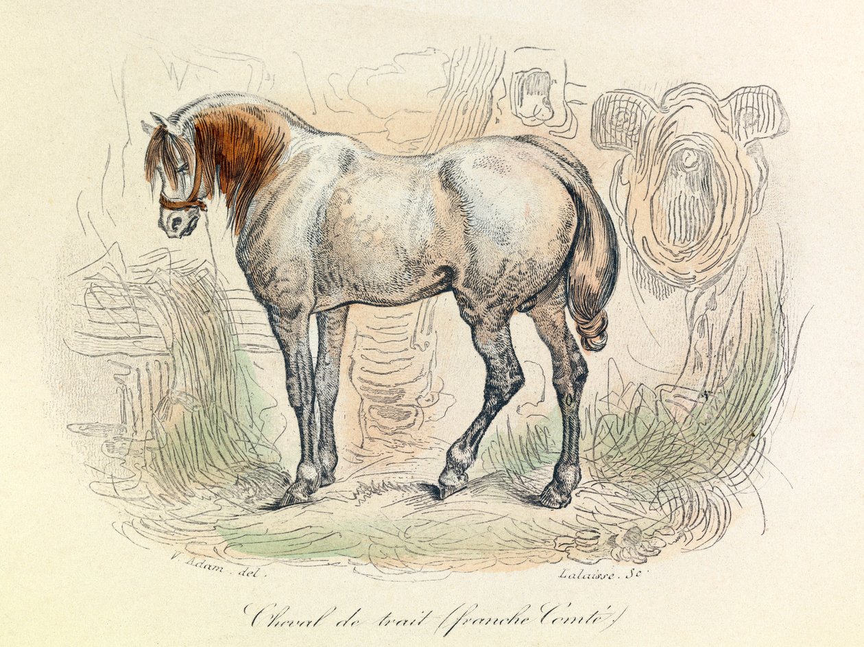 Ilustrace koně Franc Comtois, klasifikovaného Linneenem a Cuvierem (rytina) od Unknown artist