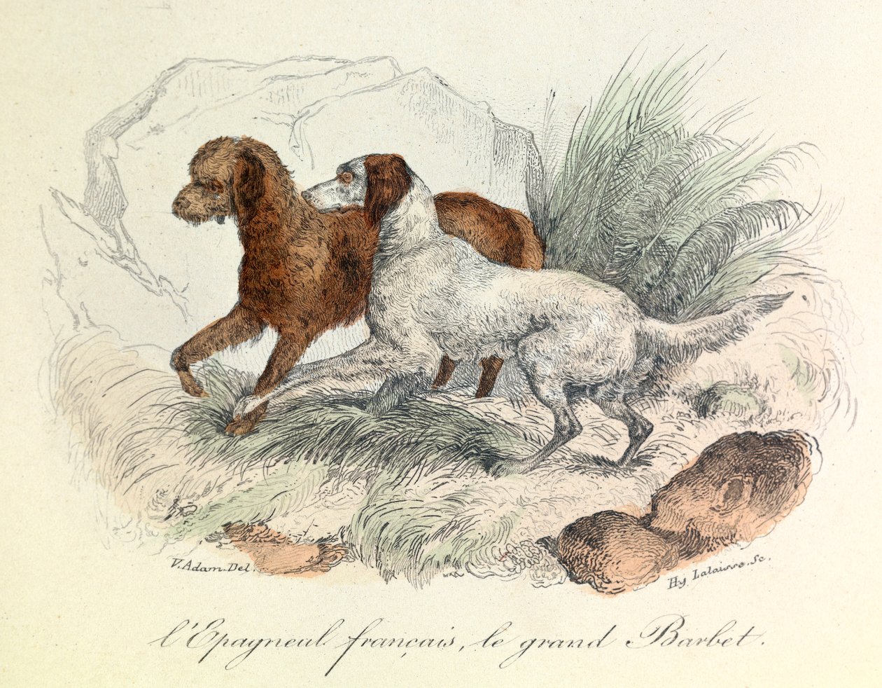 Ilustrace francouzského španěla a velkého barbeta s Linneenovou nomenklaturou a Cuvierovou klasifikací (rytina) od Unknown artist