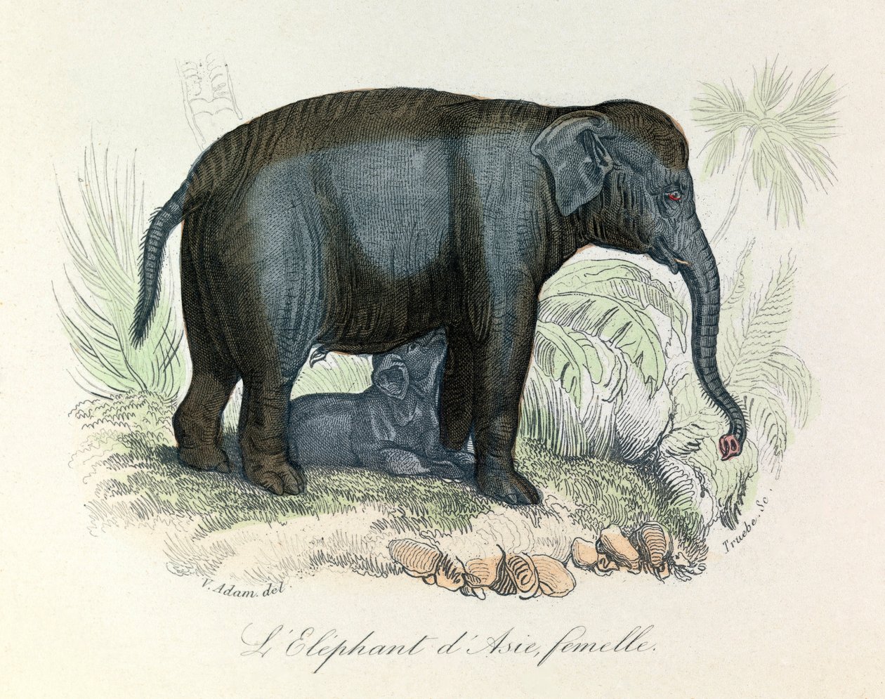 Ilustrace asijské sloní samice z Buffonovy knihy, klasifikované Linnaeem a Cuvierem (rytina) od Unknown artist