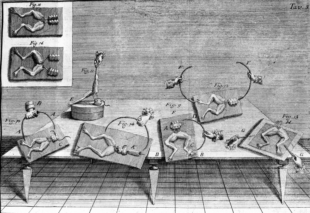 Ilustrace experimentů Luigiho Galvaniho, italského fyzika a lékaře (1737 - 1798) vysvětlujících průchod elektrického proudu pohybujícím se nohama žáby. od Unknown artist