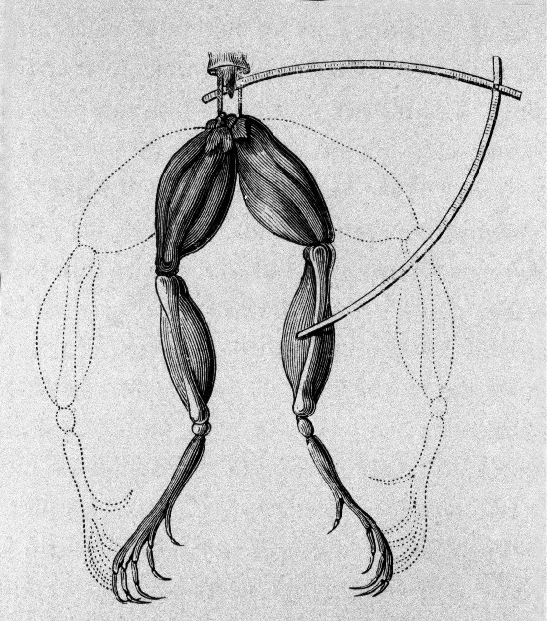 Ilustrace experimentů Luigiho Galvaniho, italského fyzika a lékaře (1737 - 1798) vysvětlujících průchod elektrického proudu pohybujícím se nohama žáby. od Unknown artist