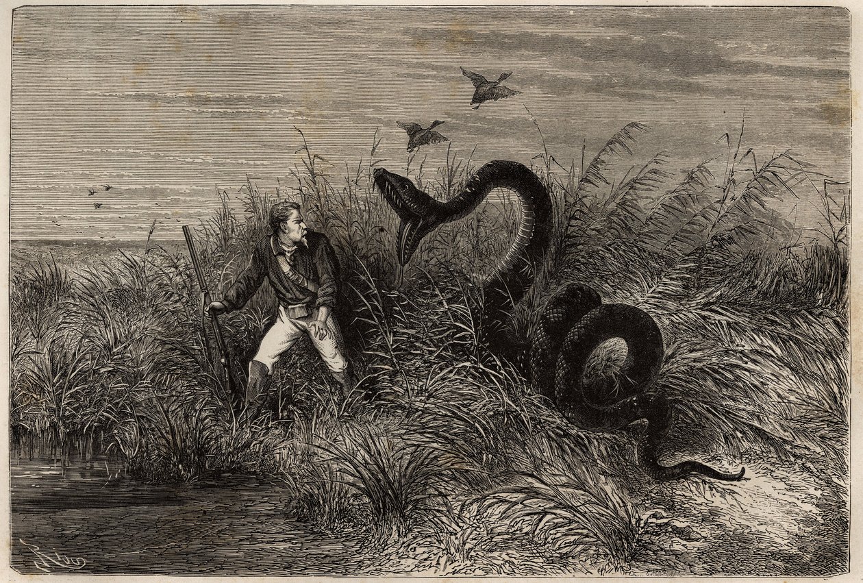 Incident při lovu kachen v marecage Pointe aux Moustiques nebo Pointe Macouria (Francouzská Guyana), útok hroznýše na lovce na hlídce. Rytina pro ilustraci plavby ve Francouzské Guyaně v letech 1862-1863 od Frederica Bouyera, kapitána fregaty od Unknown artist