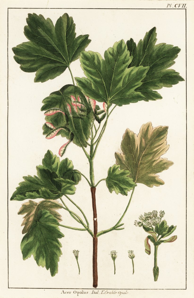 Italský javor, Acer opalus, Ital od Unknown artist