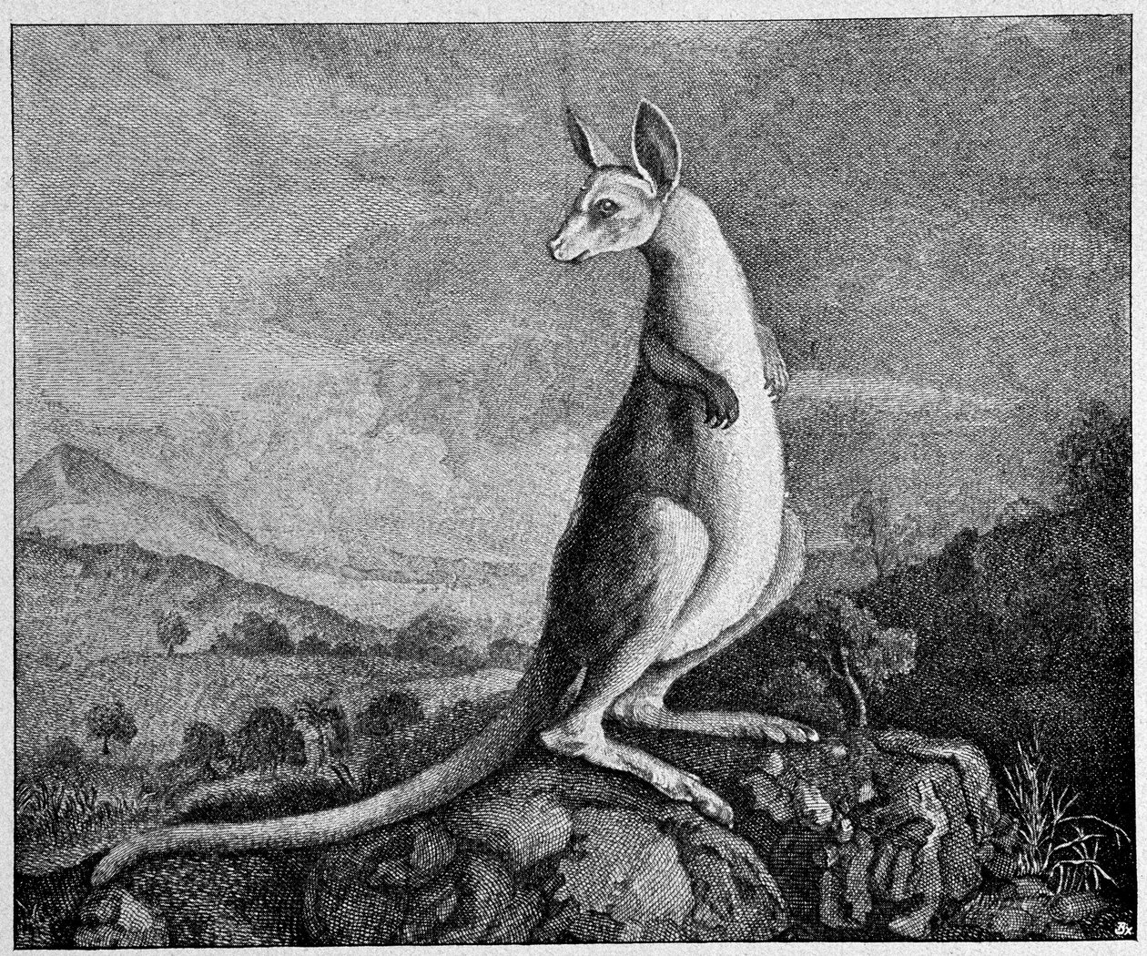 Klokan z kresby kapitána Cooka, který ho objevil v Austrálii - z mědirytiny z roku 1774 od Unknown artist