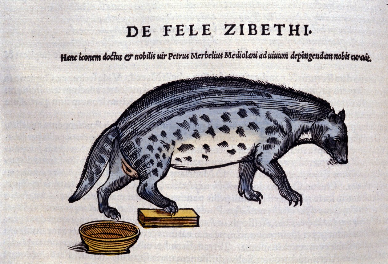 La civette v Historia Animalium od Conrada Gesnera (1516 - 1565), Tiguri od Unknown artist