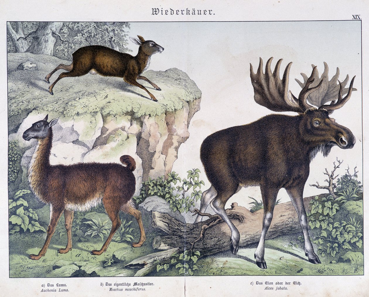Lama, los (los) - v "" Přírodní historie savců"", ed. Schreiber od Unknown artist