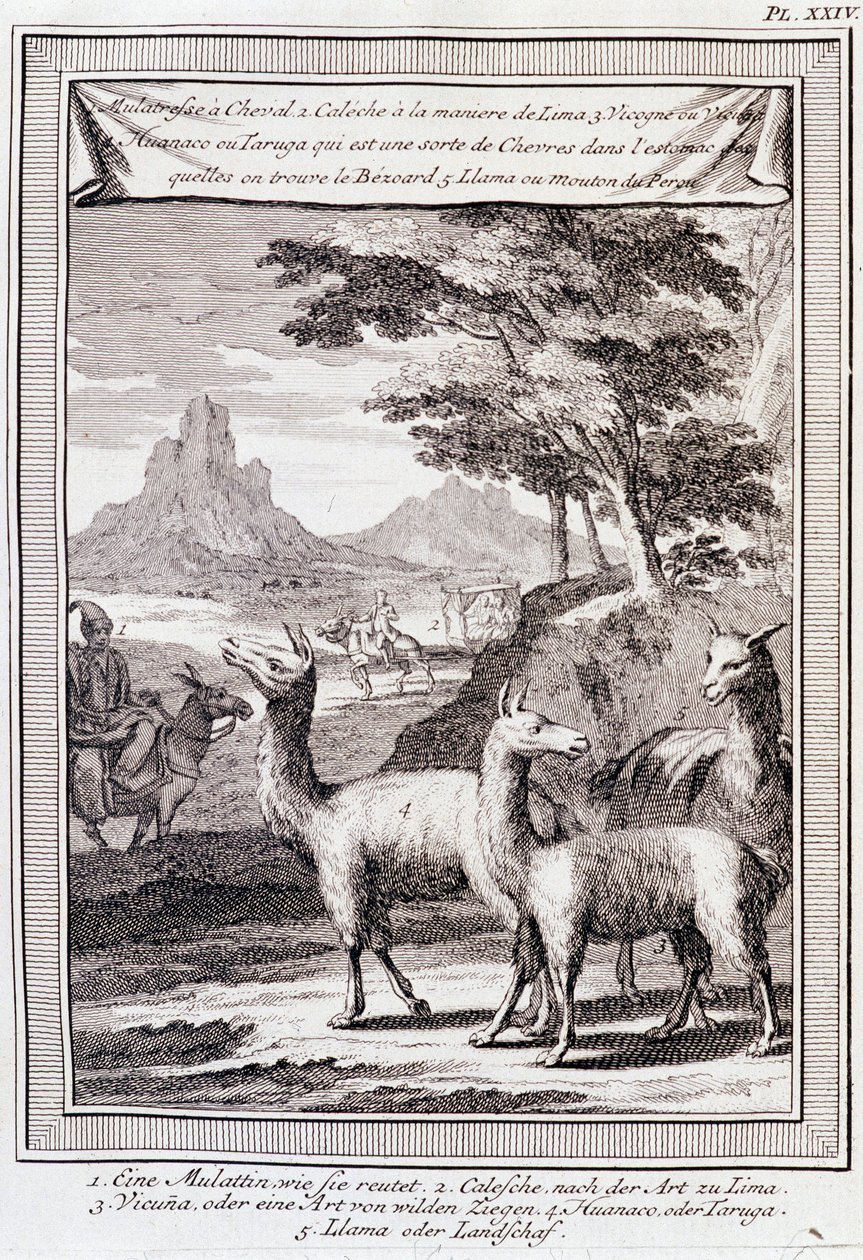 Lamové z Peru - v „“Historická cesta Jižní Ameriky provedená řádem španělského krále Donem George Juanem a Donem Antoinem de Ulloa“, T.1, v C.A. Jombert, Librairie du Roi, Paříž od Unknown artist
