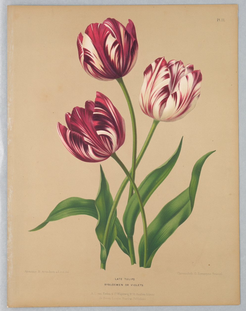 Pozdní tulipány / Bybloemen nebo Fialky od Unknown artist