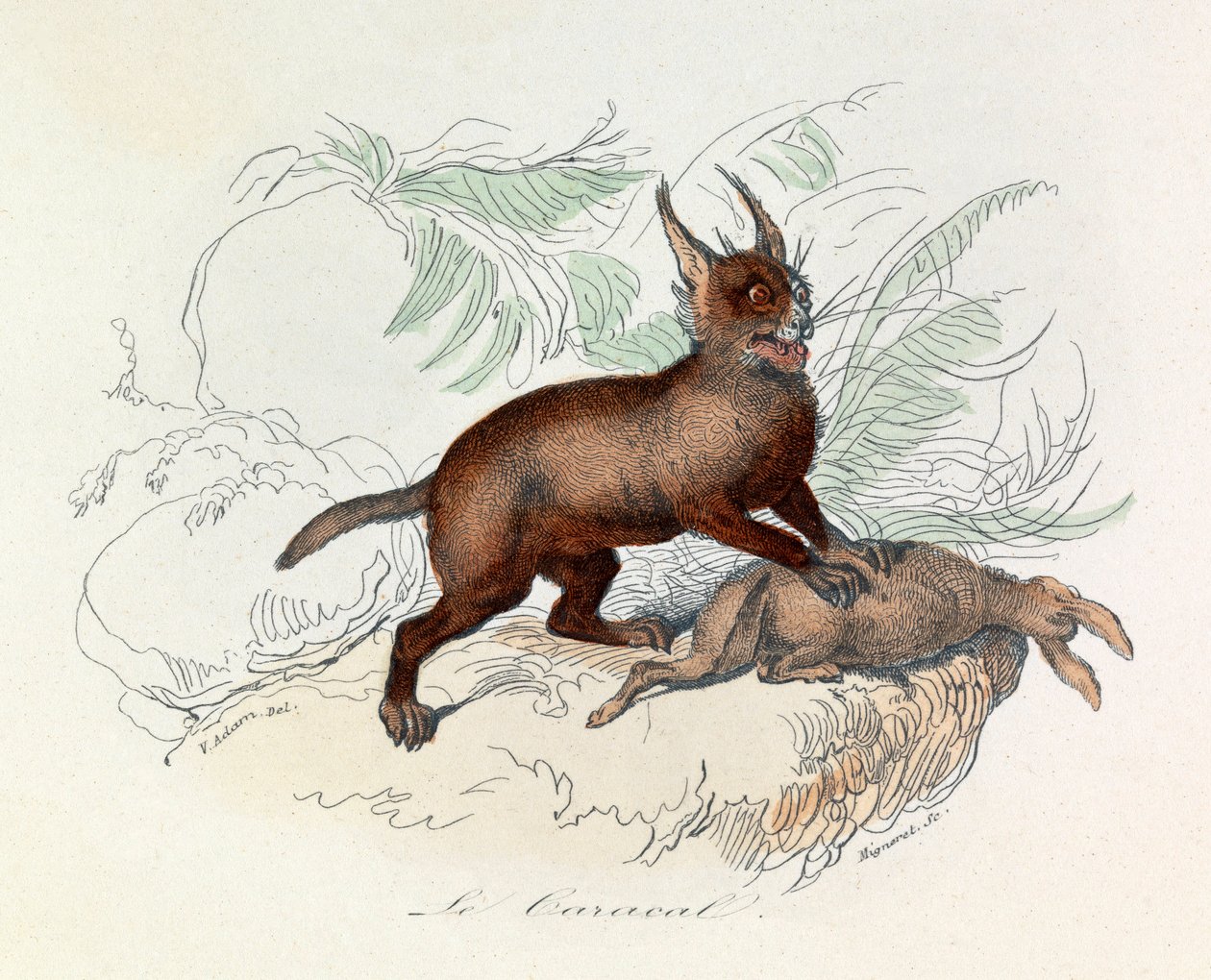 Karakal (Felis caracal) je čtyřnohý savec z čeledi kočkovitých (Felidae). od Unknown artist