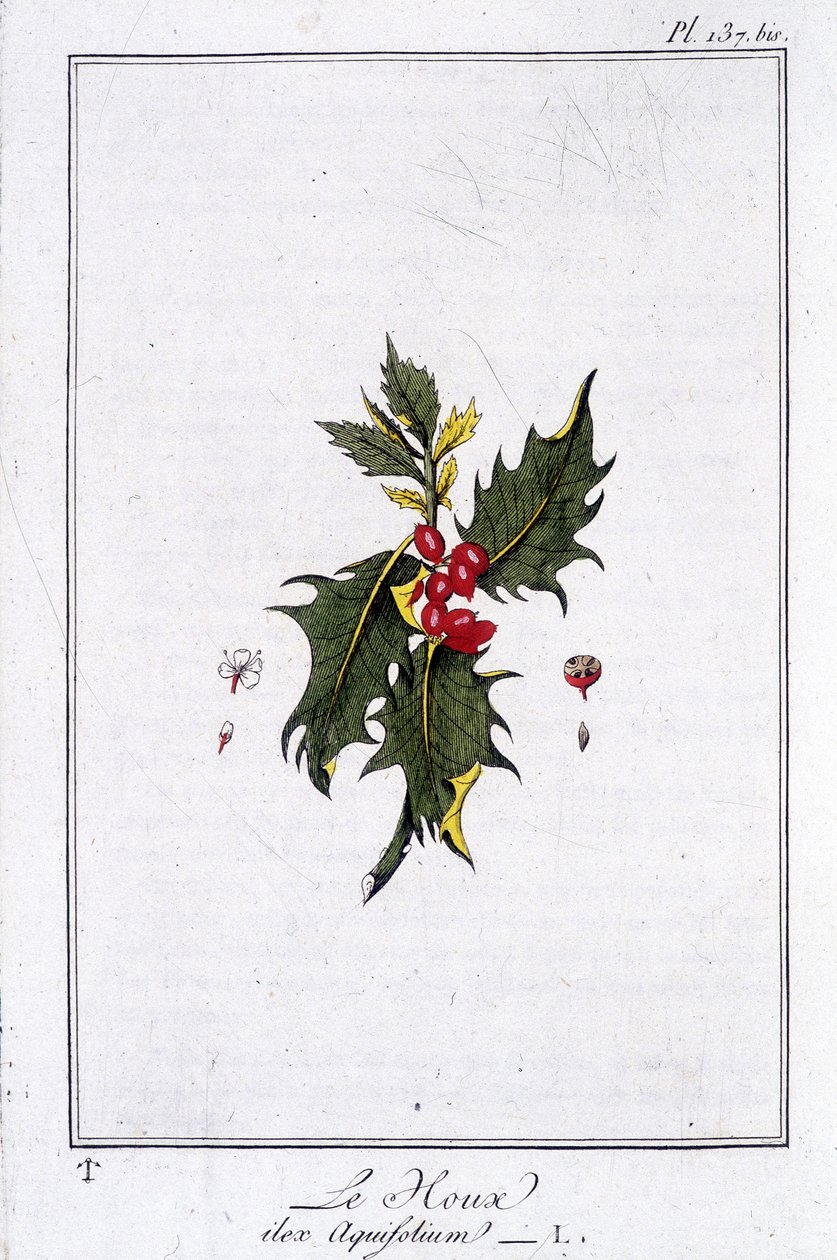 Le Holly (Ilex Aquifolium) - v „Cvičení botaniky à l