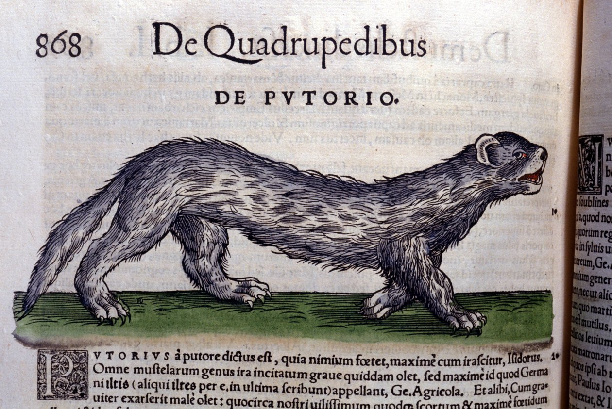 Le fertois - v Historia Animalium od Conrada Gesnera (1516 - 1565), Tiguri od Unknown artist