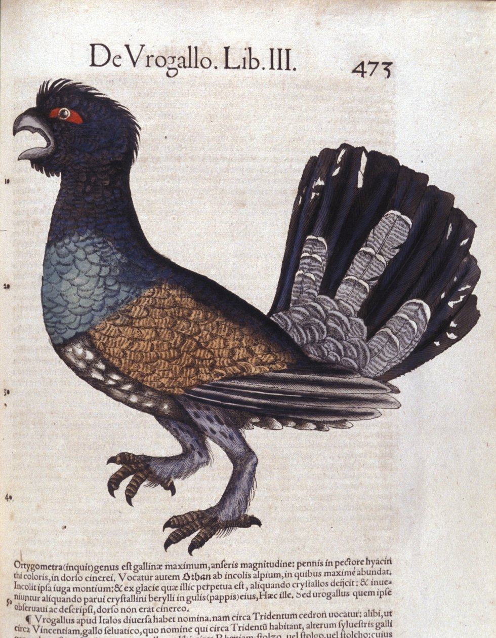 Le grand tetřev (ou grand coq de heyère) v Historia Animalium de Conrad Gesner (1516 - 1565), Tiguri od Unknown artist
