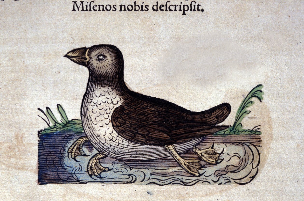 Le harle marin v Historia Animalium de Conrad Gesner (1516 - 1565), Tiguri od Unknown artist