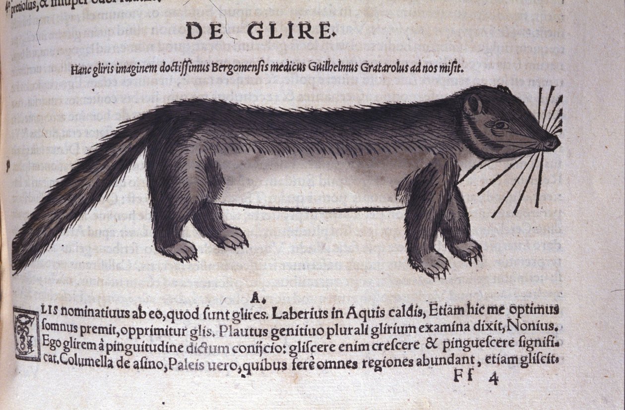 Le loir v Historia Animalium od Conrada Gesnera (1516 - 1565), Tiguri od Unknown artist