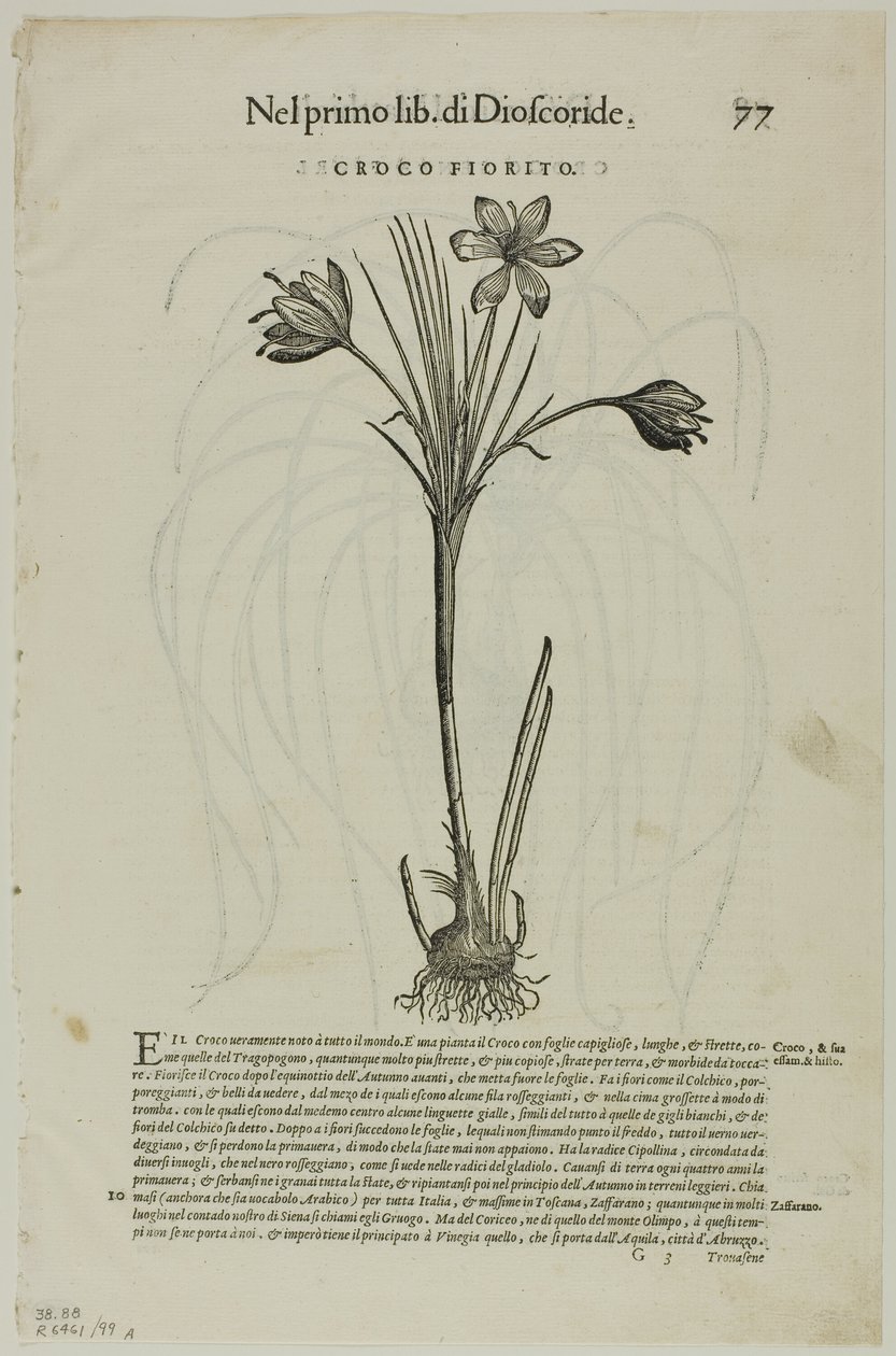 List z Discorsi od Petruse Andrease Matthiola, deska 99 z dřevořezů z knih XVI. století od Unknown artist