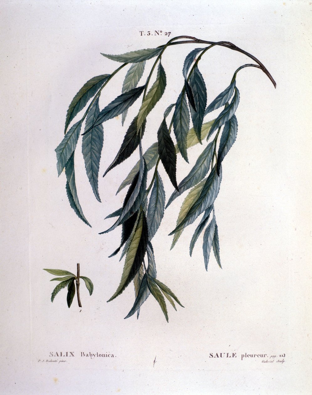 List smuteční vrby (Salix babylonica). od Unknown artist