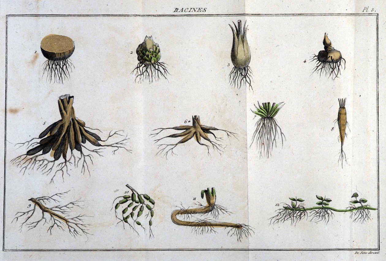 Les Roots: v „“ Flora Françoise, neboli stručný popis všech rostlin, které přirozeně rostou ve Francii, uspořádané podle nové metody analýzy, ke které připojujeme citaci jejich nejméně nejednoznačných předností v lékařství a jejich užitečnosti v t od Unknown artist